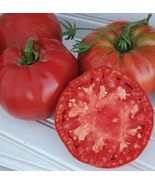 KBS 50 Seeds Spitfire Tomato Tomatoe Vegetable Home Garden  - $11.12