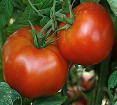 Rutgers Tomato Seeds - Beautiful Heirloom Middle Size Slicer and Good fo... - $1.69+