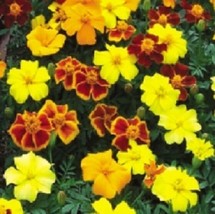 50 Marigold Seeds French Disco Mix Detailed Plant Seeds Garden USA Seller - £9.58 GBP