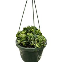 Hoya Rope Plant-6" Pot / Nursery Pot - $1,382.84 MXN