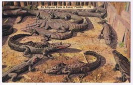 Florida Postcard Alligator Farm In Sunny Florida - $2.96