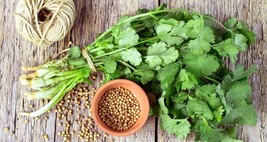 KBT Cilantro Slow Bolt Heirloom 100 Seeds High Yield Organic Bulk Seeds - $212.86 MXN