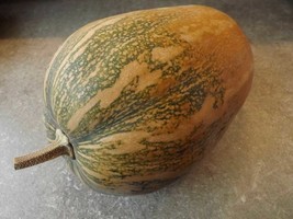 Vitaminnaya Pumpkin - 5+ Seeds - Honeysweet Squash From Russia! (C 016) - £1.56 GBP
