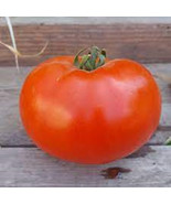 MBK 50 Seeds Charger Tomato Juicy Tomatoe Vegetable Edible Food Bulk Seeds - $18.45 CAD