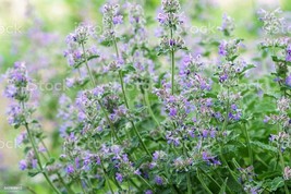 ORGANIC Catmint Plant Seeds / 400 count - Grown in the U.S.A - £15.80 GBP