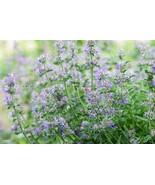 ORGANIC Catmint Plant Seeds / 400 count - Grown in the U.S.A - £15.93 GBP