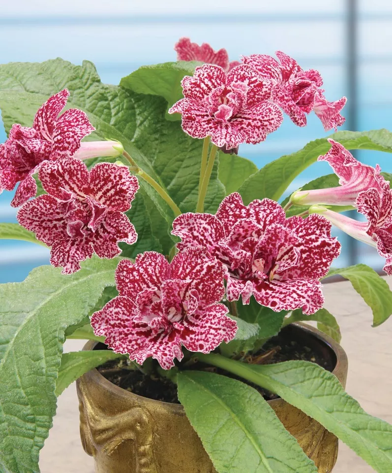 SGH 15 Seeds Cape Primrose Hawaiian Party House Plant Garden Flowers USA Seller - $10.52