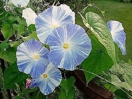 50 Seeds Blue & White Flying Saucers Morning Glory Ipomoea Purpurea Heirloom See - $9.90