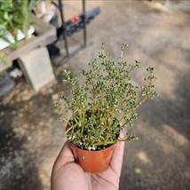 Pilea Globosa | Pilea serpyllacea Globosa 3in Pot - $277.82 MXN