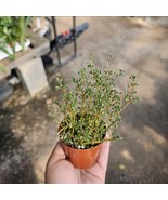 Pilea Globosa | Pilea serpyllacea Globosa 3in Pot - €12,70 EUR