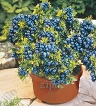 200 Blueberry Seeds - £6.12 GBP