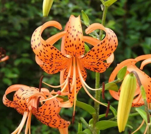 TIGER LILY 20 SEEDS Fast Shipping - £7.02 GBP