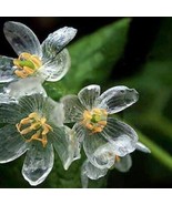 Skeleton Flowers, Astilboides tabularis, 200 Seeds - $16.19