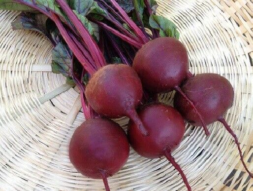 Beets Detroit Dark Red 35 - 8000 Seeds Perfect Globes Frost Hardy Most p... - $1.77+
