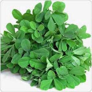 SR Fenugreek, Herb Seed, Heirloom, 20+ Seeds, Healthy And Tasty Herb - $3.29