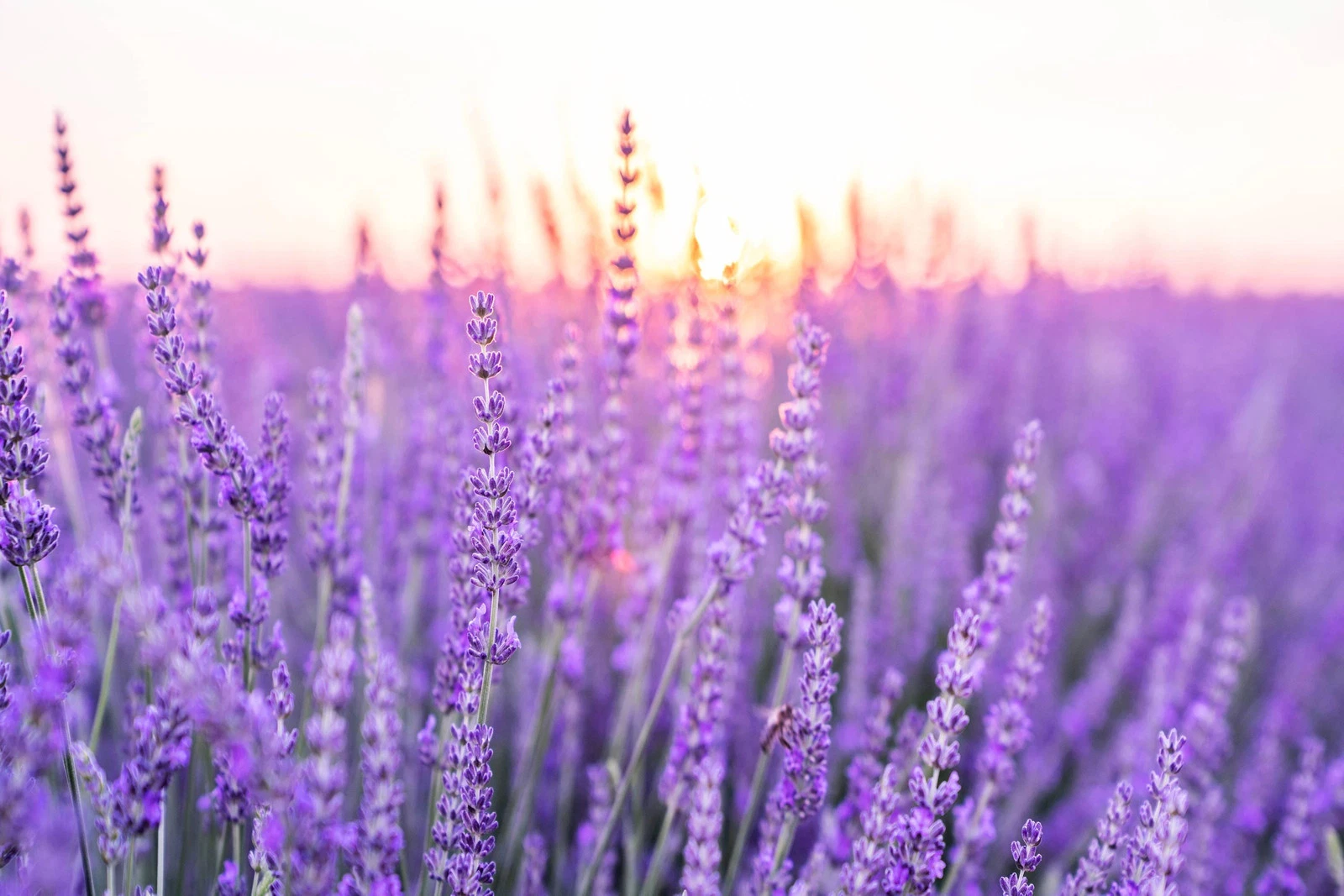 True Lavender Seeds Non-GMO, Lavandula angustifolia Variety, Planting - $8.65