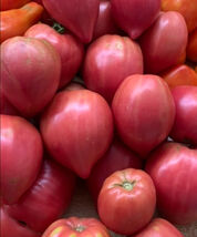 Tomato Coure Di Bue Oxheart Saucer Tomato Heirloom Indeterminate Nongmo 50 Seeds - $7.96