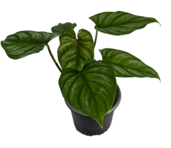 Philodendron Plowmanii by LEAL PLANTS ECUADOR, Green Plant| Philodendron Exotic - £39.09 GBP
