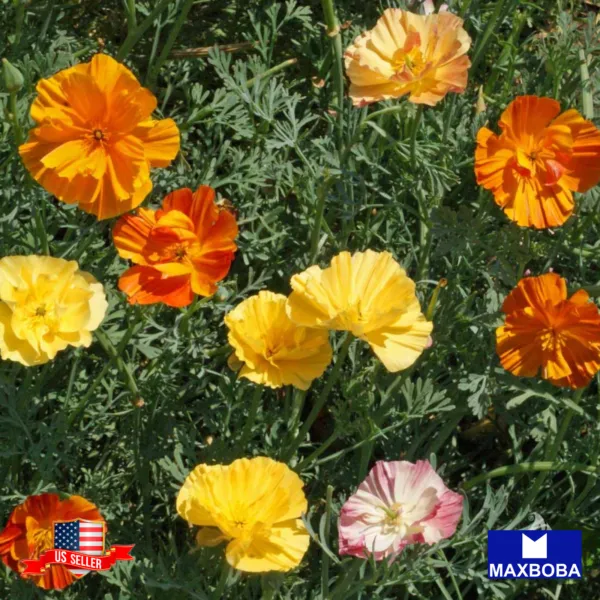 500 Poppy Seeds California Ballerina Mix Non Gmo Heirloom Garden - £8.24 GBP