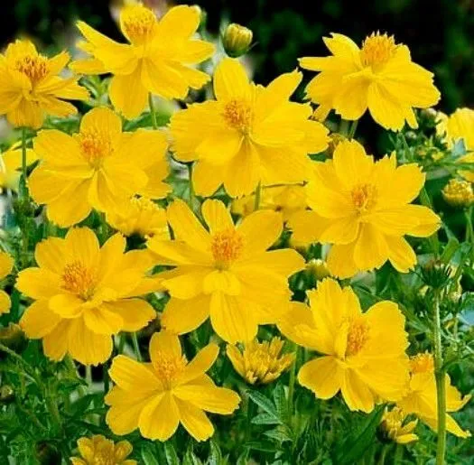Cosmos Seeds Tall Yellow Sulphur 100 Ct Flower Annual Fresh Seeds - £5.08 GBP