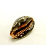 Brown Spotted Cowrie Sea Snail Shell, 3 1/2&quot;, Nautical Marine Decor, Pap... - $238.71 MXN