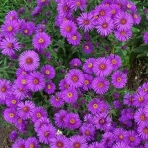 VP New England Aster  Perennial Heirloom Fall Planting Usa Non-Gmo 250  Seed - £3.82 GBP