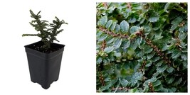 Hokkaido Dwarf Chinese Elm - Ulmus parvifolia - 2.5&quot; Pot - Fairy Garden/... - $34.99