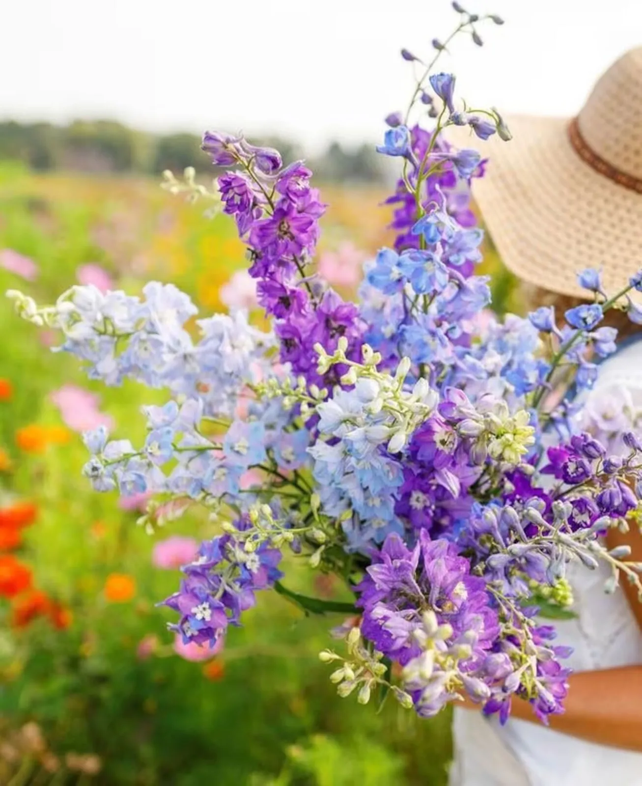 Rocket Larkspur Mixed Color Flower Seeds 100 Seeds - $9.98