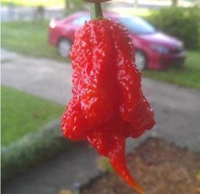 100 Seeds Carolina Reaper Pepper Seeds Red Gardening USA SELLER - £10.91 GBP