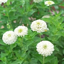 Zinnia White Live Plant In 4&quot; Pot, White Zinnia Flower Plant Flowers Garden - $15.99