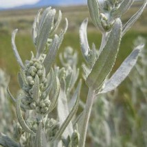 Artemisia Ludoviciana Silver Wormwood White Sagebrush 100 Seeds Usa Fast Shippin - £13.16 GBP