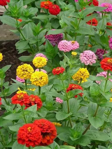 200+ Zinnia Seeds . Beautiful! Vibrant ! Flowers - £6.76 GBP