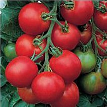 Amish Salad Tomato Seeds Fresh Seeds USA - £10.20 GBP