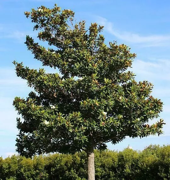 Southern Magnolia Tree 12-24&quot; Tall Gallon Liveted Plant - $104.51