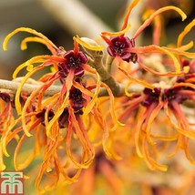 Hamamelis × intermedia ‘Jelena’, 1 year old plant, grafted - £27.17 GBP