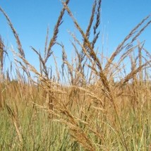 300 Ornamental Big Bluestem Grass Beardgrass Andropogon Gerardii Seeds Fast Ship - $14.45