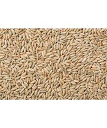 1000 No Till Winter Rye Cover Crop Non GMO Rye Deer &amp; Turkey Bulk Seeds - $22.30