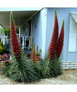 Tower Of Jewels Plant (Echium Wildpretii) Seeds Garden - $15.82