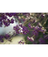 30 Seeds American Beautyberry Callicarpa americana Perennial Fresh Seeds - $5.98