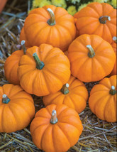 Pumpkin Jack Be Little 15 Non Gmo Seeds Organic Heirloom Usa - £8.17 GBP