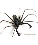 Acanthophrynus Coronatus Cave Spider Tailless Whip Scorpion Entomology Shadowbox - $98.00