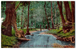 3013- A scene from Muir Woods National Monument California RPPC Postcard - £8.57 GBP