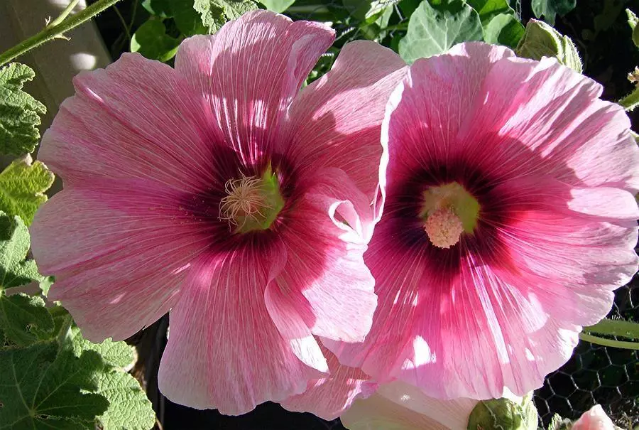 50 Pink Hollyhock Flower Seeds Heirloom Garden - £6.47 GBP