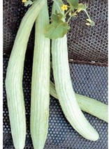 Lungo Tortarello Chiaro Italian Cucumber Seeds Light Green Cucumber With Ridge F - £8.45 GBP