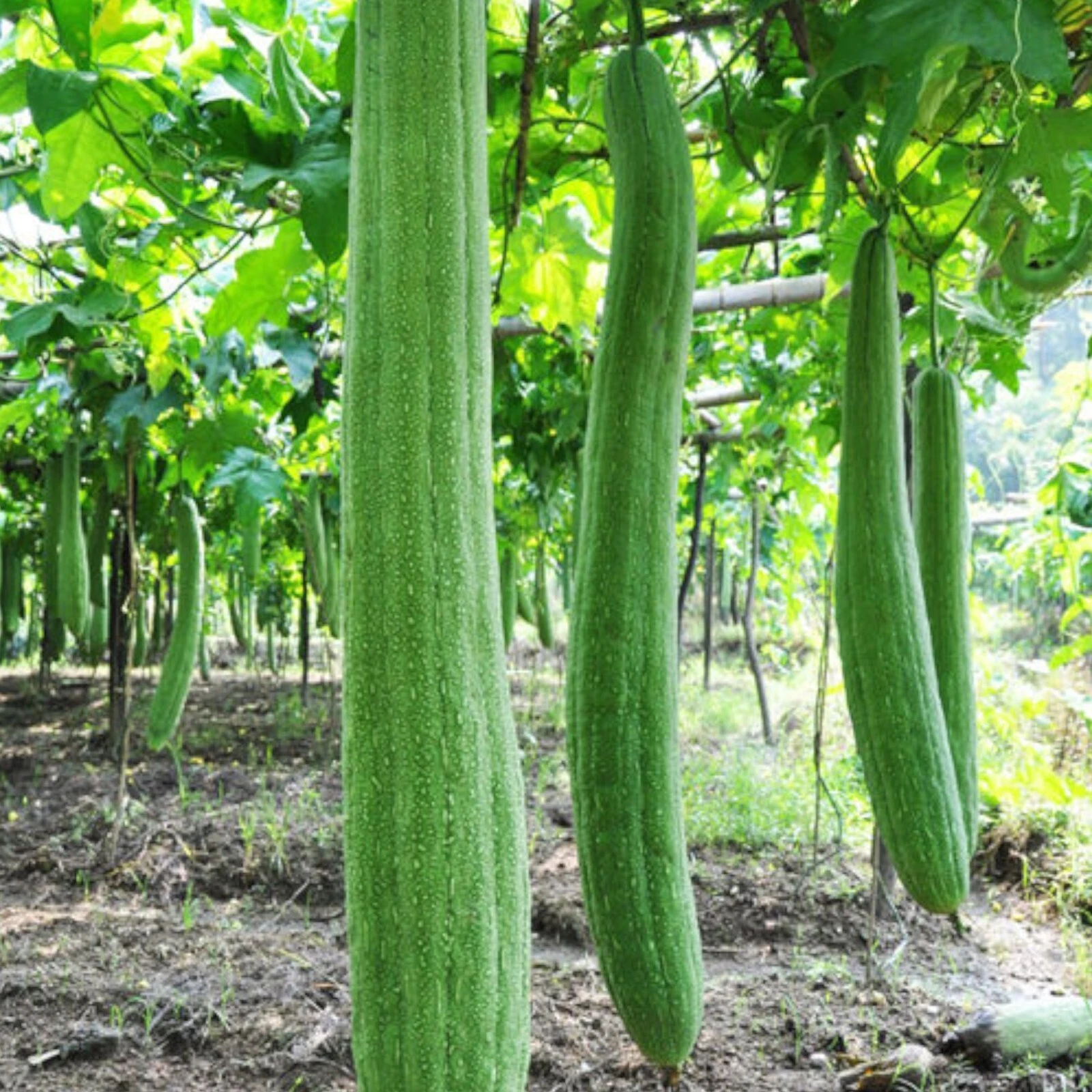 30pcs Super Long Luffa Gourd Seeds - Non-GMO, Loofah Sponge Gourd Seeds. - $10.98