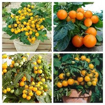 Yellow Dwarf Tomato Package - Balcony tomato - 4 variety - 20+ seeds - V 128 - £5.23 GBP