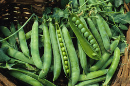 Variety Size Green Arrow Garden Pea High Yielding, NON-GMO, Heirloom Seeds - £9.98 GBP+