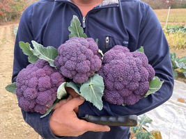 25 Seeds Purple Broccoli Fresh Vegetables Garden - $9.63