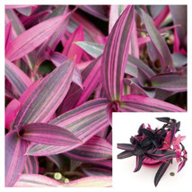 SEPTH Purple Heart Variegated 6 Inches Pot Tradescantia Pallida Variegata Live P - $14.99