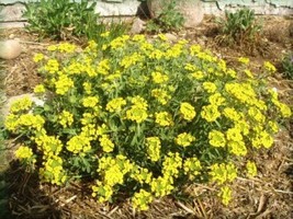 SHIPPED FROM US 2000 Golden Tuft Alyssum Basket of Gold Flower Seeds, LC03 - £16.73 GBP